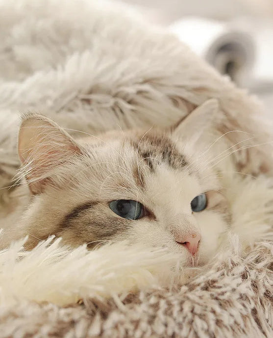 Autumn & Winter Plush Pet Bed – Warm Semi-Enclosed small dog/Cat Nest with Soft Comforter Design